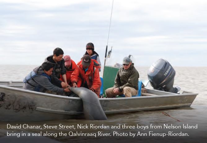 David Chanar, Steve Street, Nick Riordan and three boys from Nelson Island bring in a seal along the Qalvinraaq River. Photo by Ann Fienup-Riordan. 