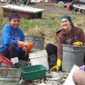 Four young women in Toksook Bay cutting and preparing herring to be braided and hung.