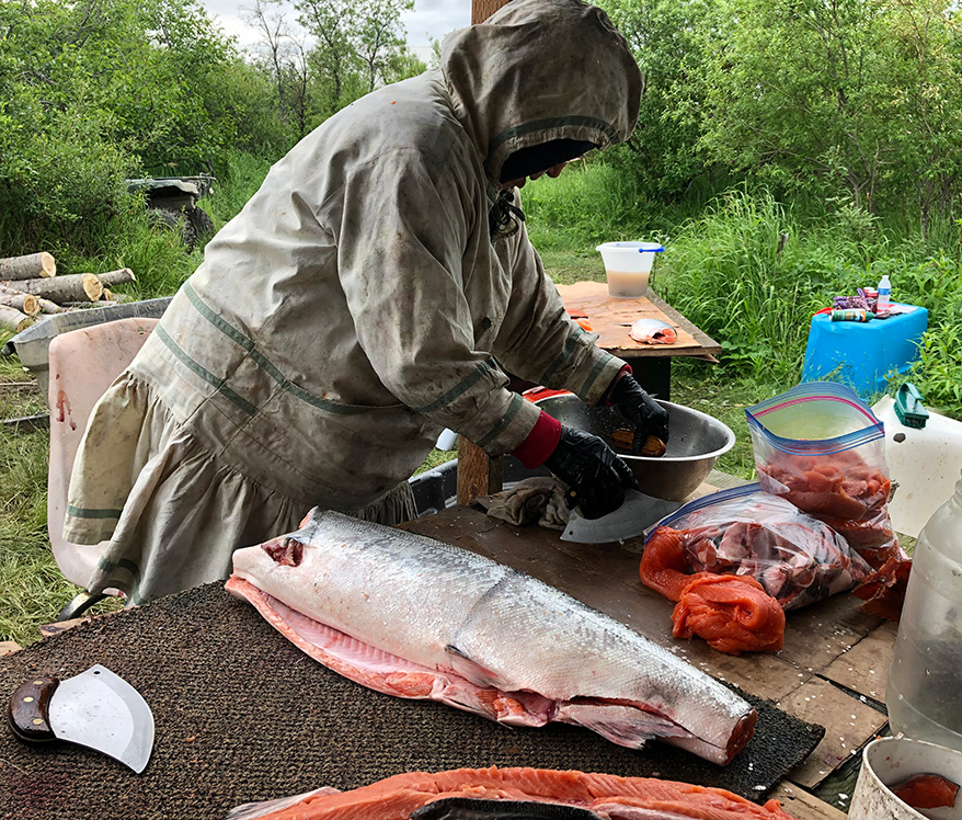 Calista Shareholder Alice Andrew cutting king salmon in Napakiak.